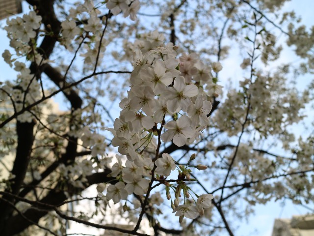 f:id:HKT1989:20210322100851j:image