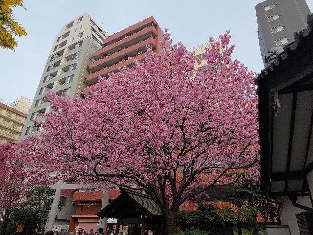 f:id:HKT1989:20230310093505j:image f:id:HKT1989:20230310093505j:image