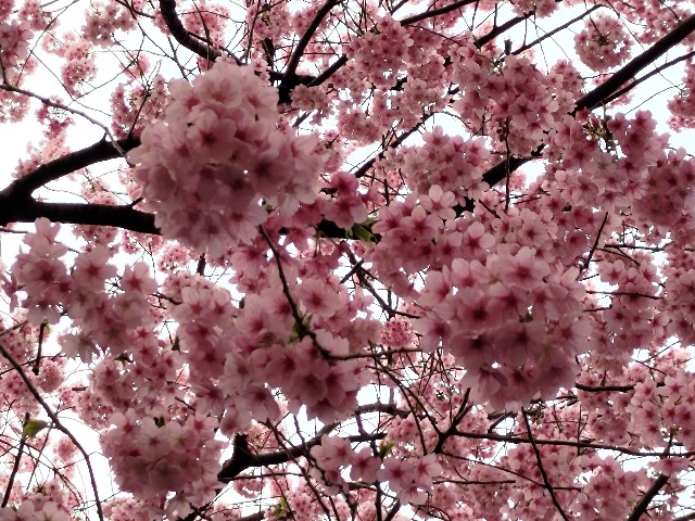 f:id:HKT1989:20230310093515j:image f:id:HKT1989:20230310093515j:image