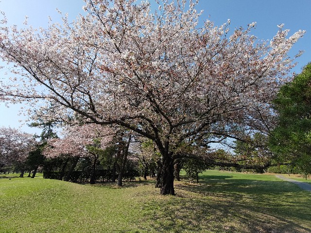 f:id:HKT1989:20230404134031j:image