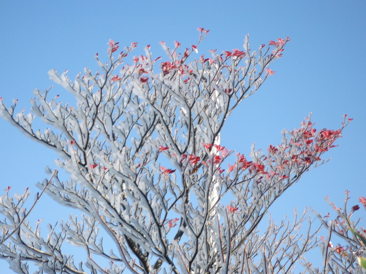 f:id:HR-V:20201026220841j:plain