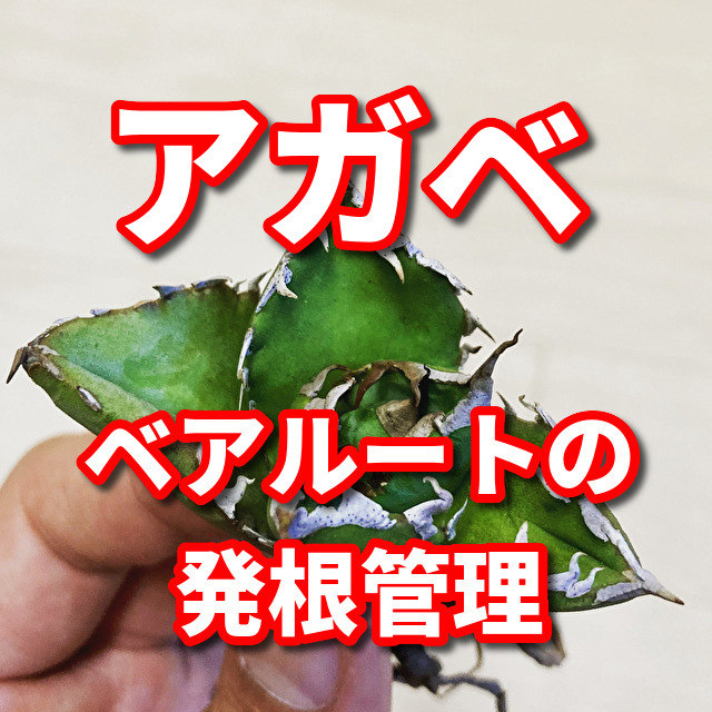 f:id:HR37:20201118150241j:plain