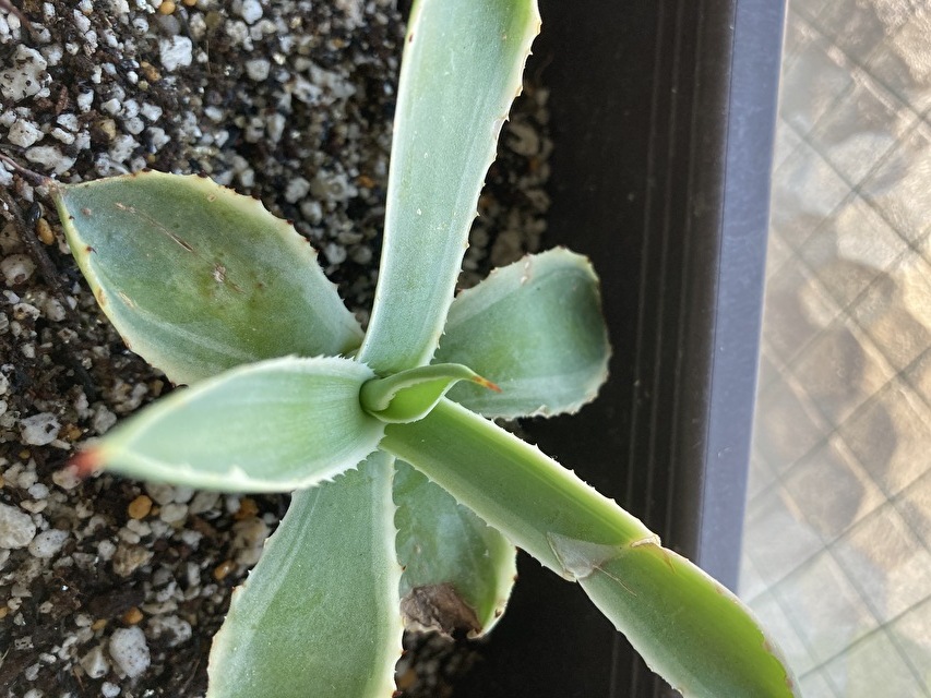 f:id:HR37:20201118150336j:plain