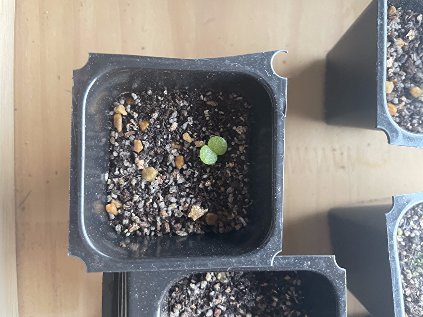 レア植物チレコドン・シングラリス実生レポート