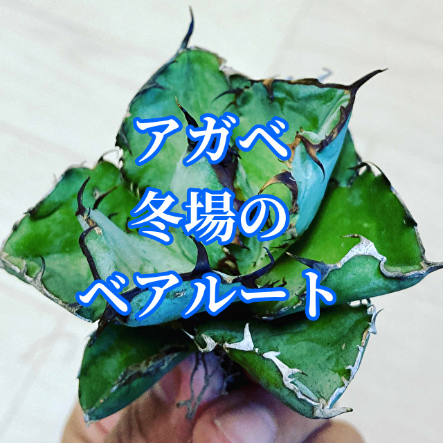 f:id:HR37:20210413125945j:plain