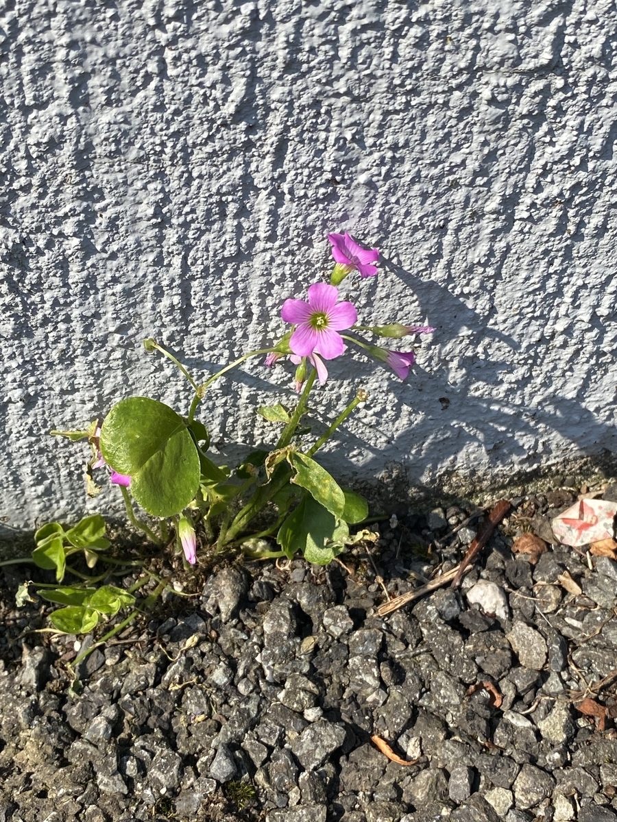 そこら辺の植物に嘘の名前と説明をつけてみた スーパー雑記