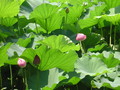 20080712135021