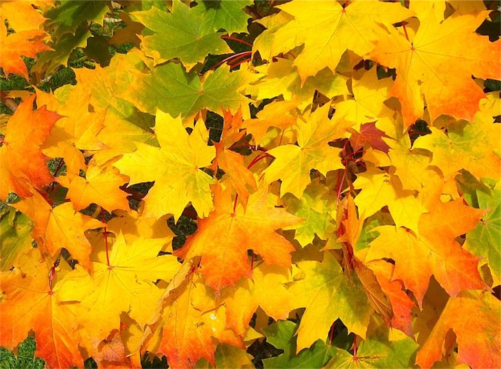 f:id:HSPkun:20201117021338j:image f:id:HSPkun:20201117021338j:image