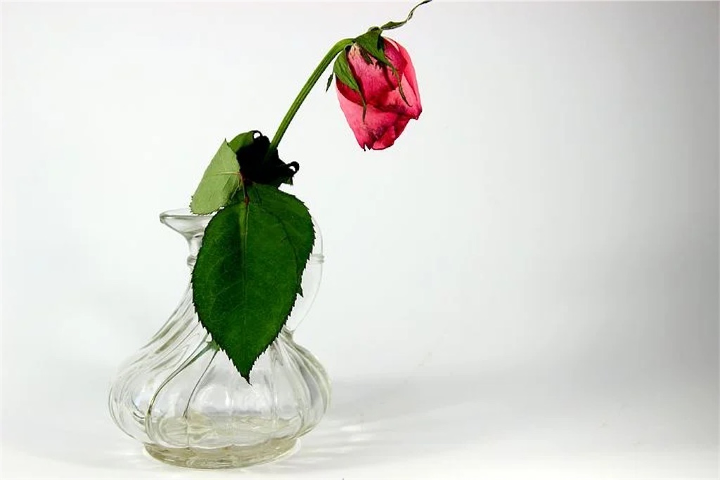 f:id:HSPkun:20201117172337j:image f:id:HSPkun:20201117172337j:image