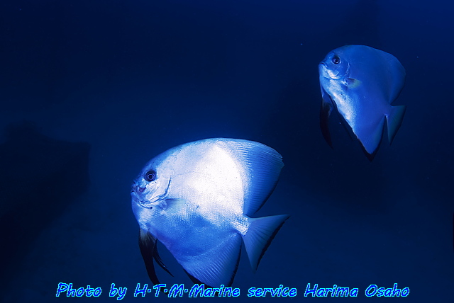 イメージ 4