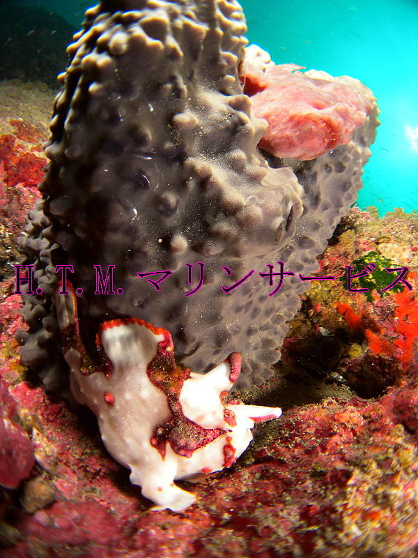 イメージ 2