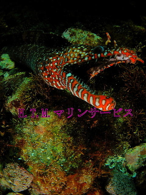 イメージ 4