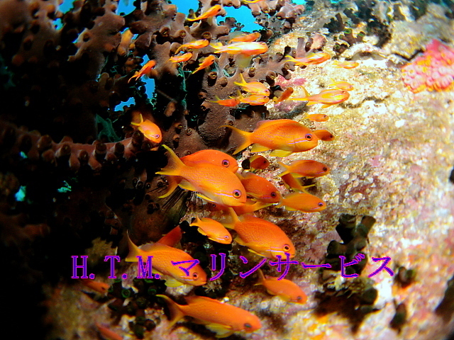 イメージ 2