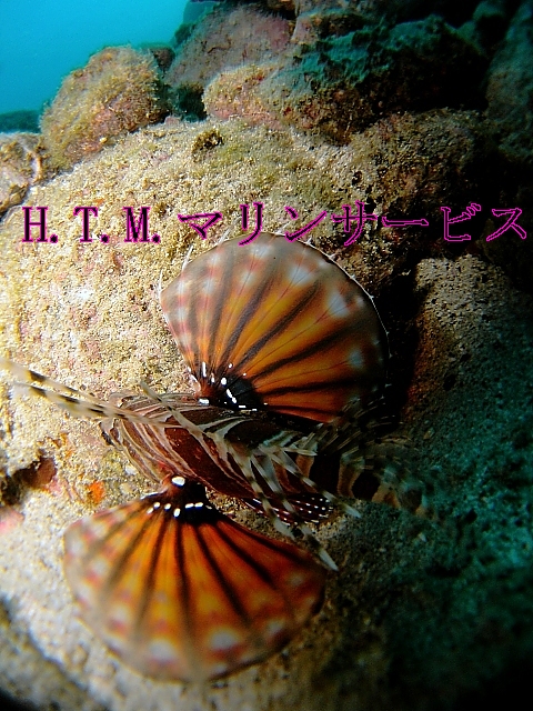イメージ 2