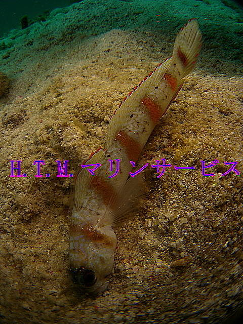 イメージ 1