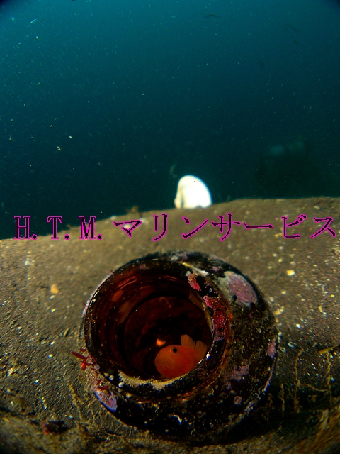 イメージ 7