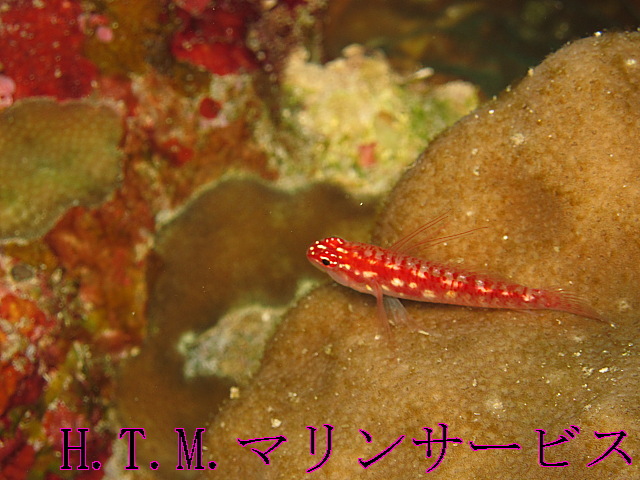 イメージ 2