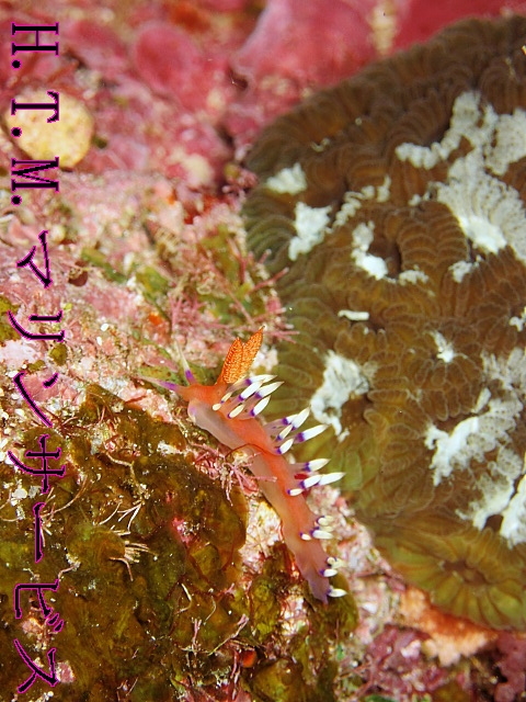 イメージ 3