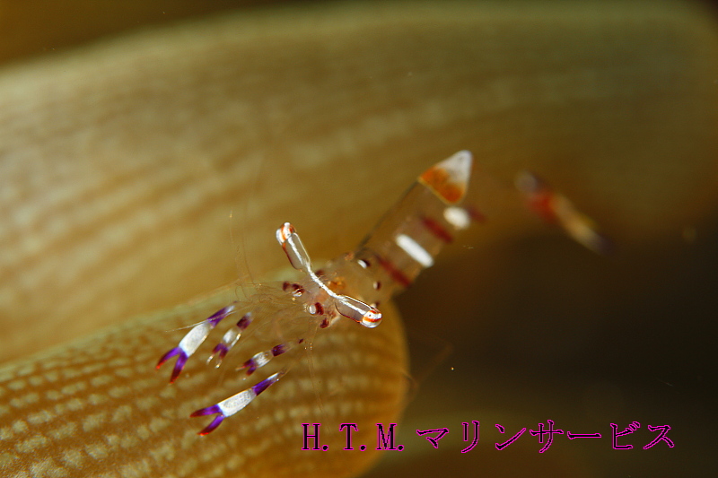 イメージ 2