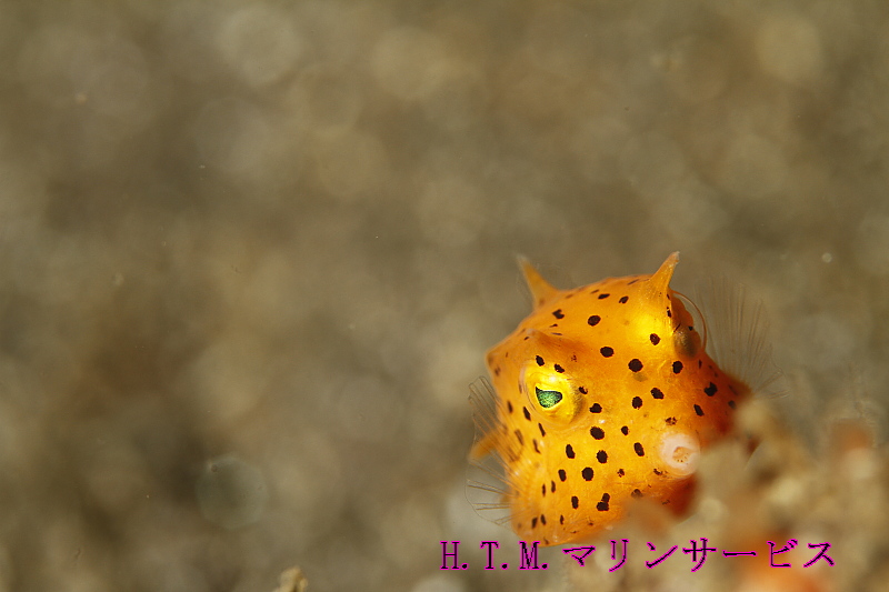 イメージ 4