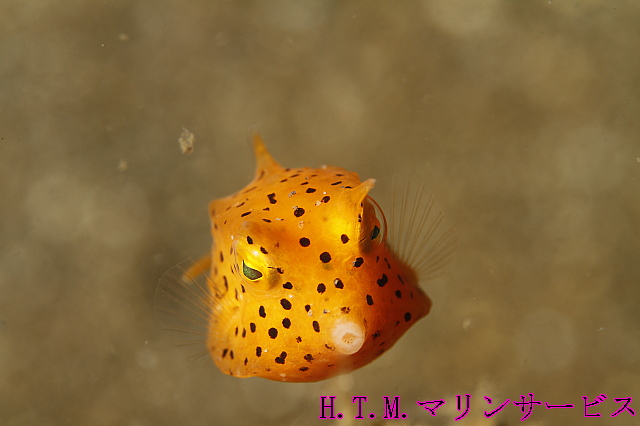 イメージ 5