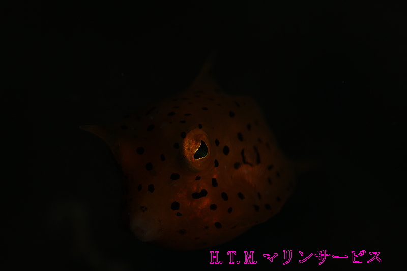 イメージ 7