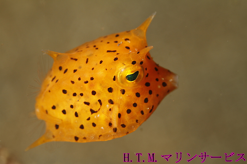 イメージ 8