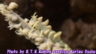 イメージ 6