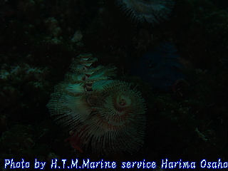 イメージ 10