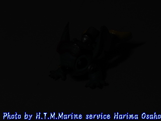 イメージ 5