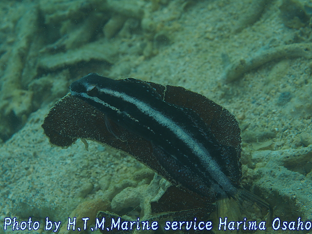 イメージ 2