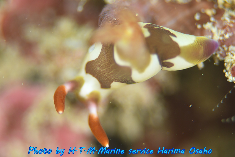 イメージ 4