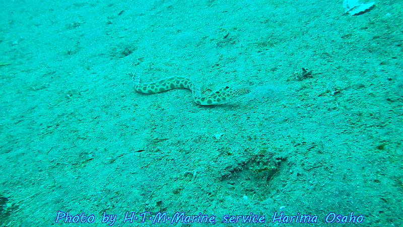 f:id:HTMMarine:20190910201508j:plain f:id:HTMMarine:20190910201508j:plain