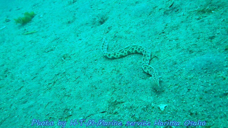 f:id:HTMMarine:20190910201534j:plain f:id:HTMMarine:20190910201534j:plain