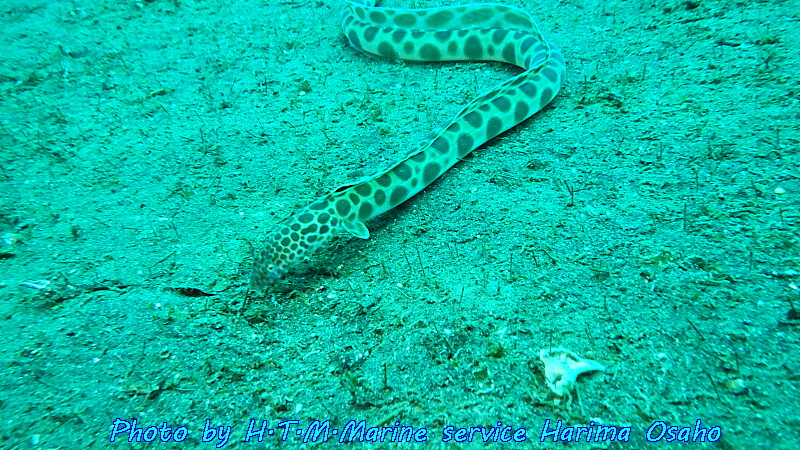 f:id:HTMMarine:20190910201553j:plain f:id:HTMMarine:20190910201553j:plain