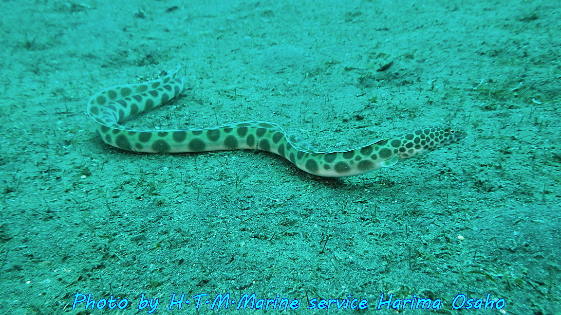 f:id:HTMMarine:20190910201626j:plain f:id:HTMMarine:20190910201626j:plain