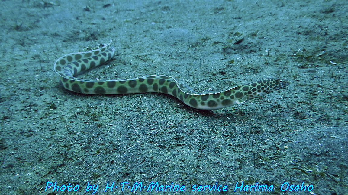 f:id:HTMMarine:20190910201649j:plain f:id:HTMMarine:20190910201649j:plain