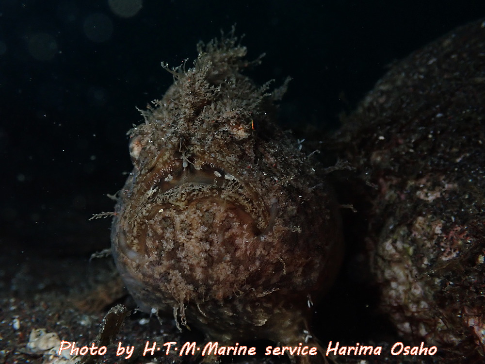 f:id:HTMMarine:20190923141304j:plain