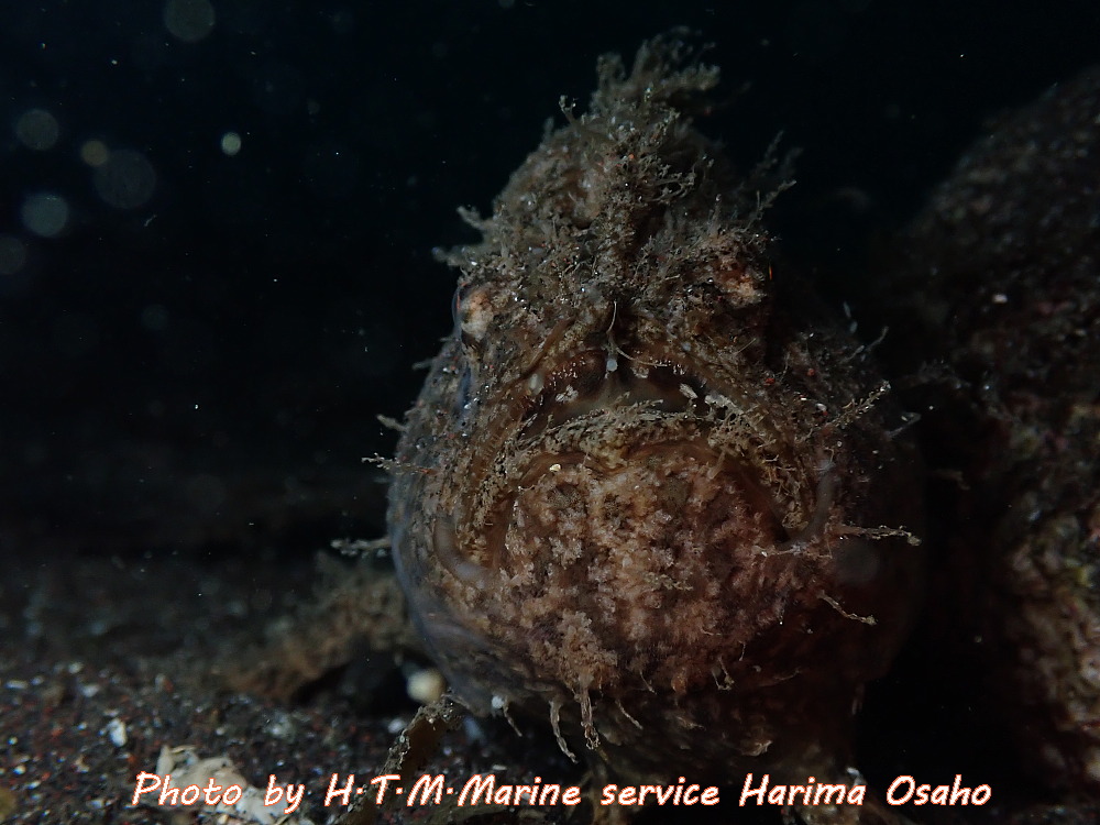 f:id:HTMMarine:20190923141308j:plain