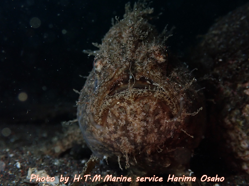 f:id:HTMMarine:20190923141313j:plain