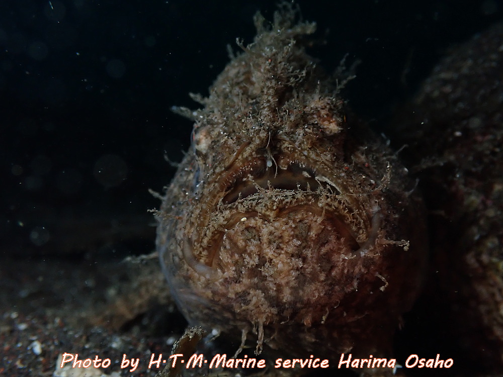 f:id:HTMMarine:20190923141318j:plain