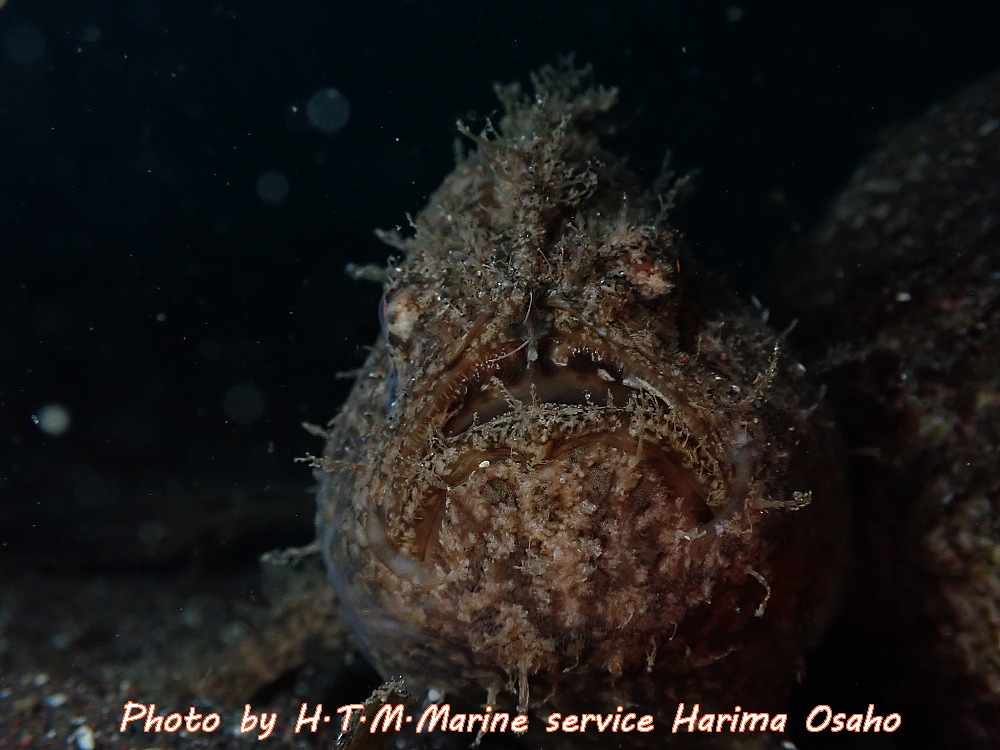f:id:HTMMarine:20190923141323j:plain