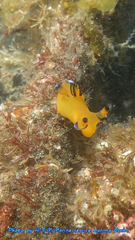 f:id:HTMMarine:20190929002902j:plain f:id:HTMMarine:20190929002902j:plain