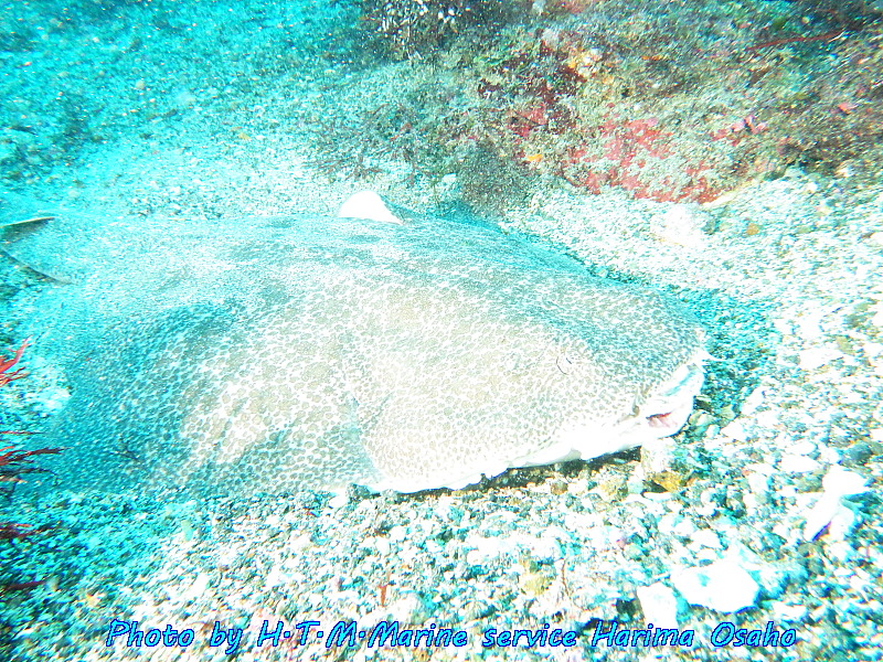 f:id:HTMMarine:20191002234323j:plain
