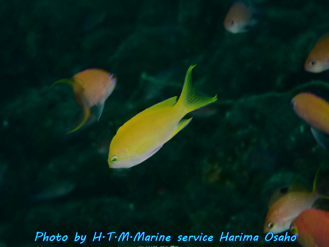 f:id:HTMMarine:20191004235633j:plain