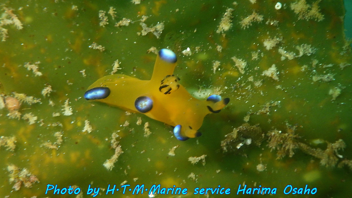 f:id:HTMMarine:20191010105310j:plain