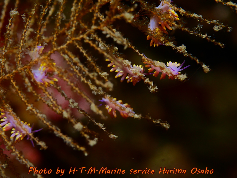 f:id:HTMMarine:20191015100839j:plain
