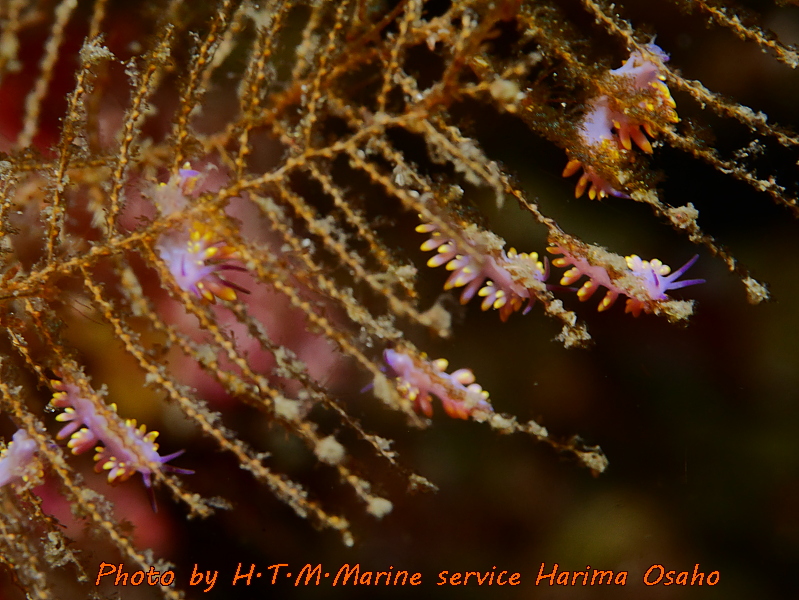 f:id:HTMMarine:20191015100915j:plain
