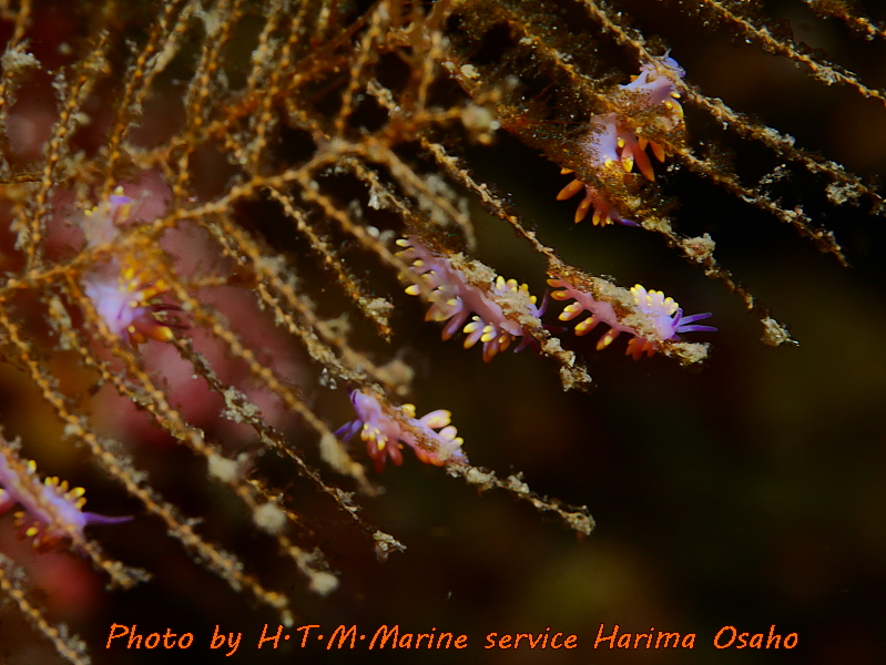 f:id:HTMMarine:20191015100953j:plain