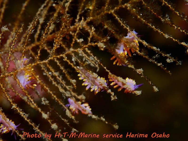 f:id:HTMMarine:20191015101052j:plain